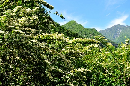 山花浪漫 摄影 一起看草原