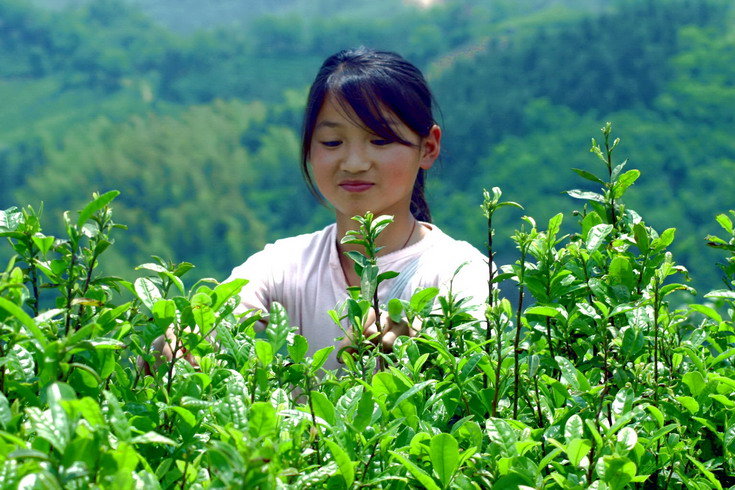 采茶的女孩 摄影 吴贤德