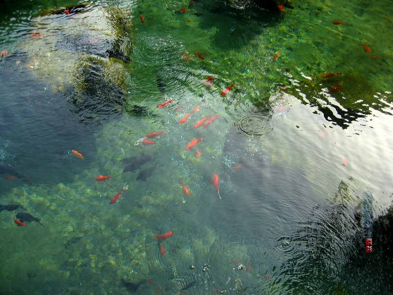 泉 鱼 摄影 春流漱玉