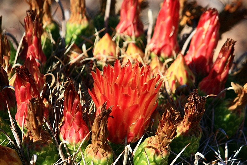 沙漠植物写真-仙人掌花 摄影 鹿鱼