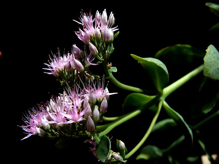 小花 摄影 柳花