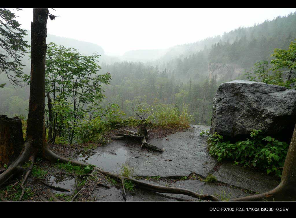 雨中的长白山地下森林 摄影 ssw