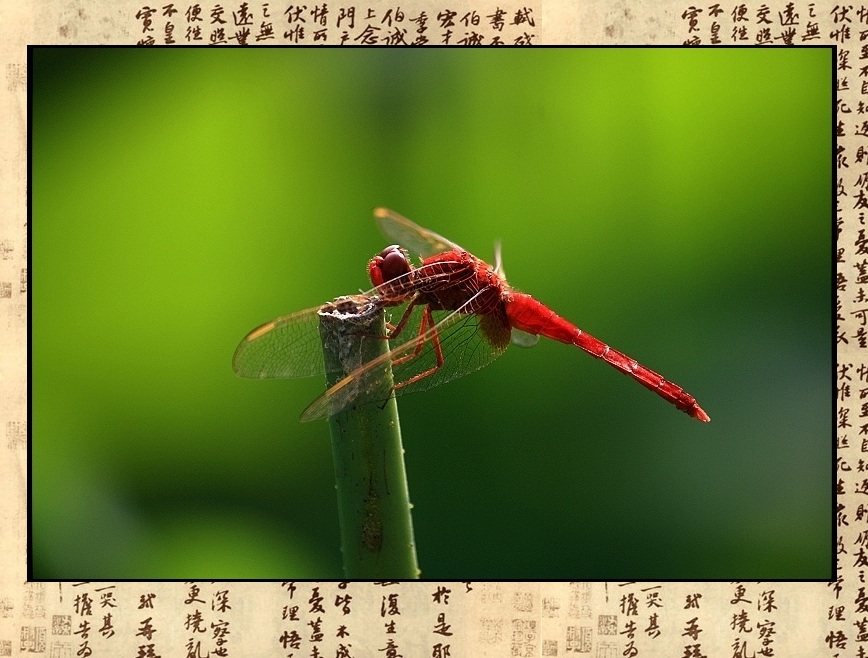 红蜻蜓 摄影 水中花影