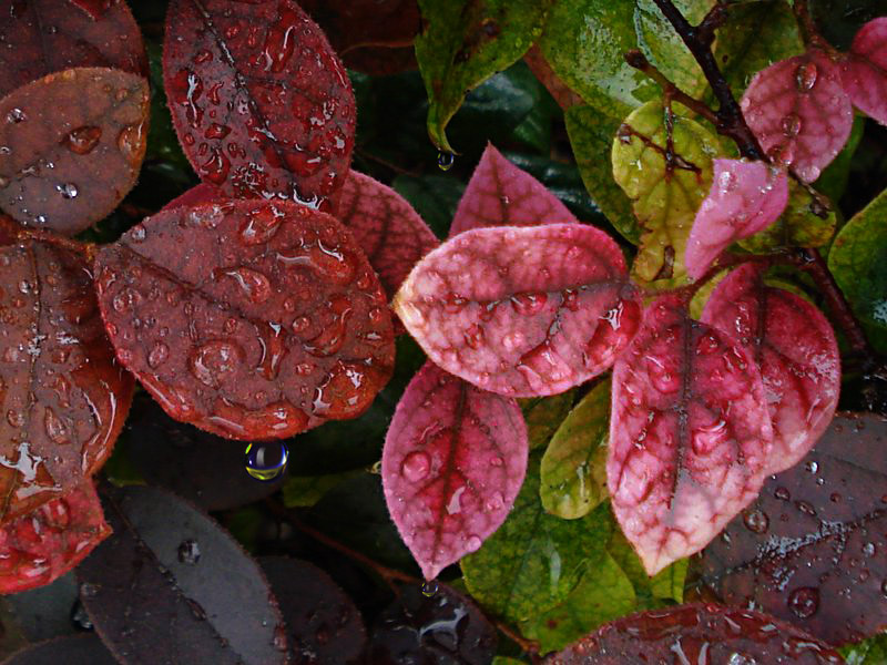 秋雨 摄影 丰雨