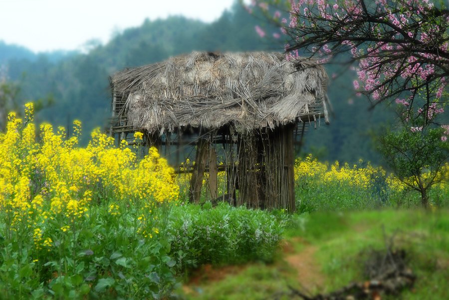 田间小屋 摄影 篌歌