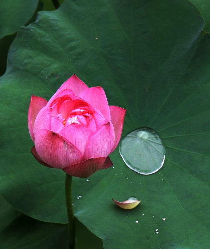 叶上初阳干宿雨 摄影 守望的角度