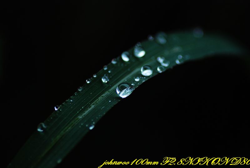 雨露 摄影 局外者