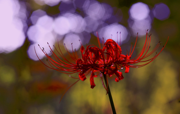 花儿的梦（꽃 드림） 摄影 朦胧的淡蓝