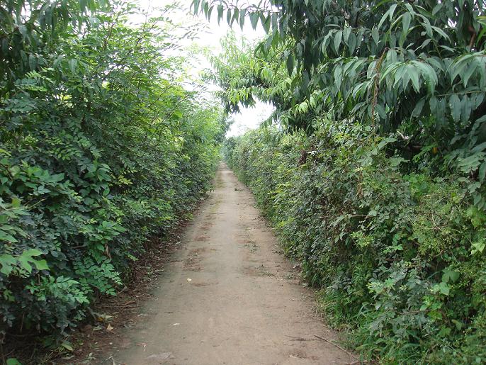 田间小路 摄影 涉水寻湖