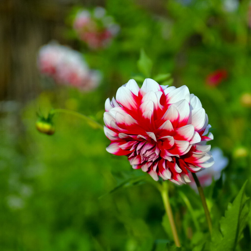 花卉小品 摄影 海音