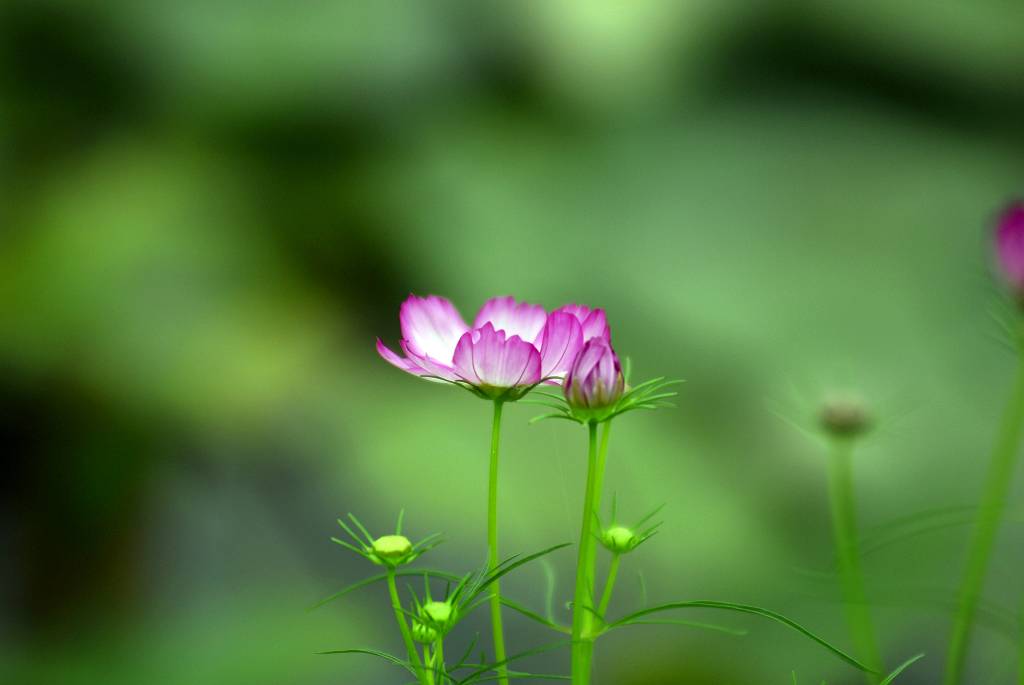 小花2 摄影 观山月