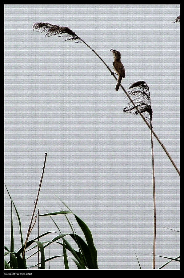 寒渚一孤乌 摄影 彩蝶恋花