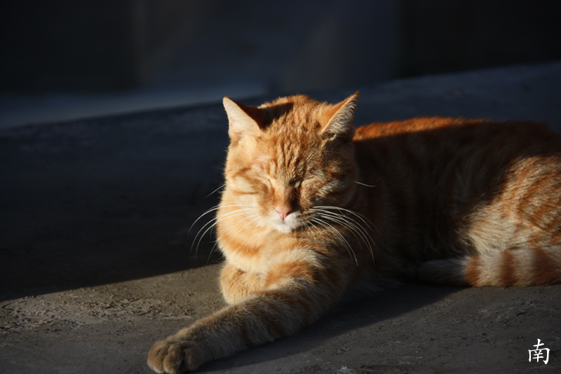 贪睡的猫 摄影 南一