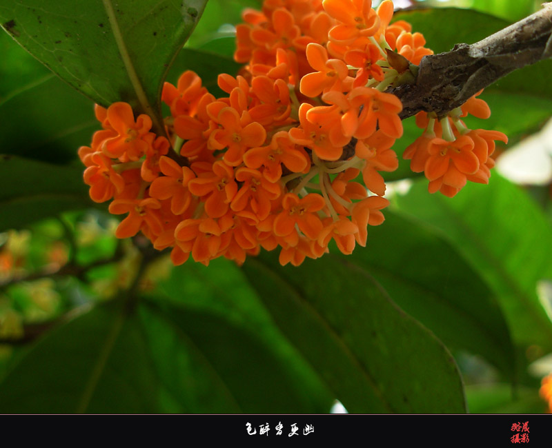 桂花醉 摄影 骆晨