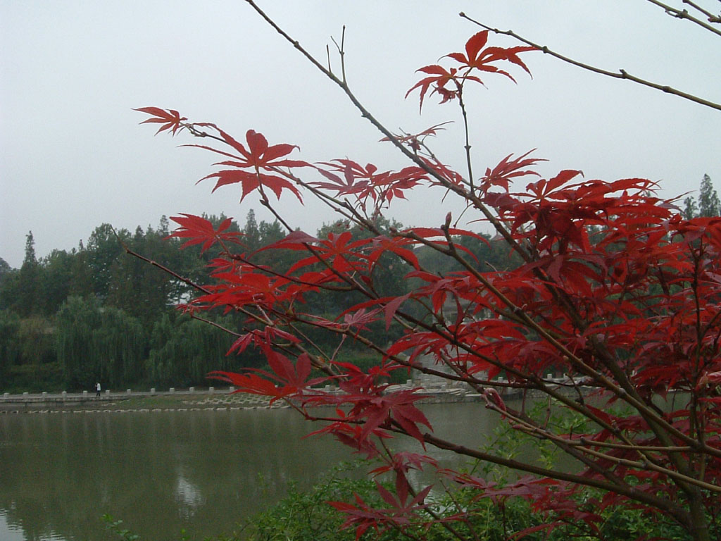 今日秋分 摄影 tianan