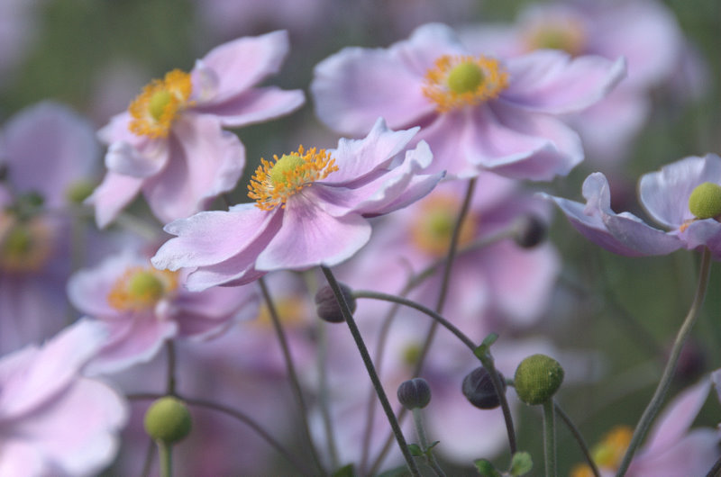 blossom 摄影 seattle