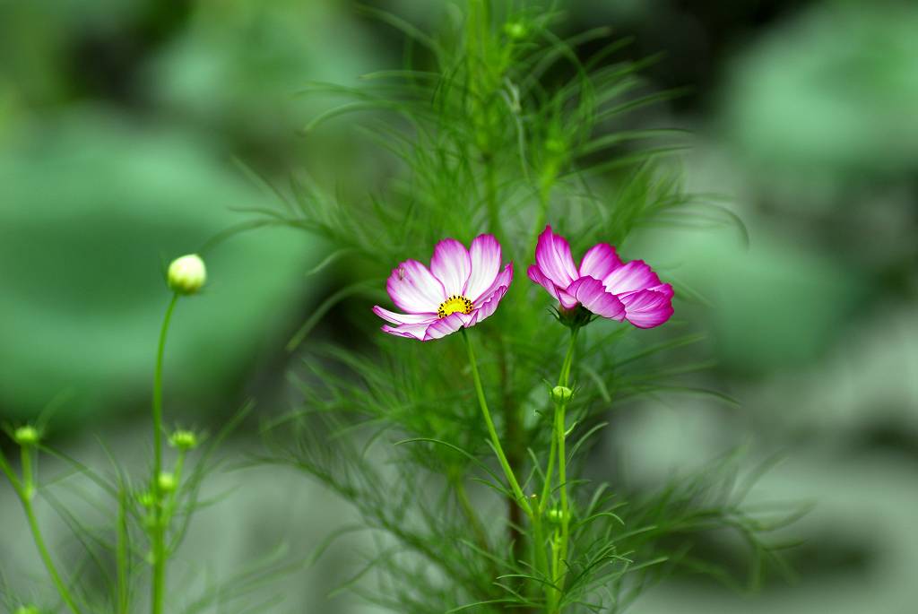 美丽的小花 摄影 观山月