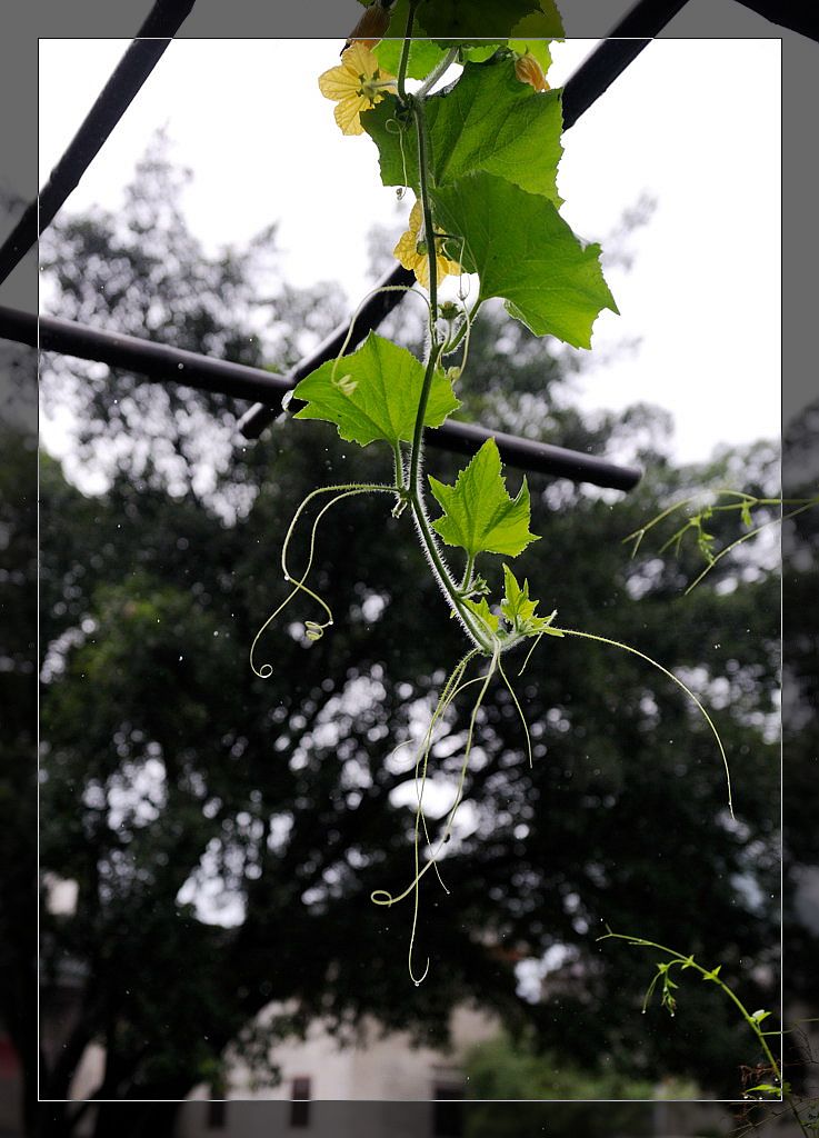 青舞飞扬 摄影 细草穿沙