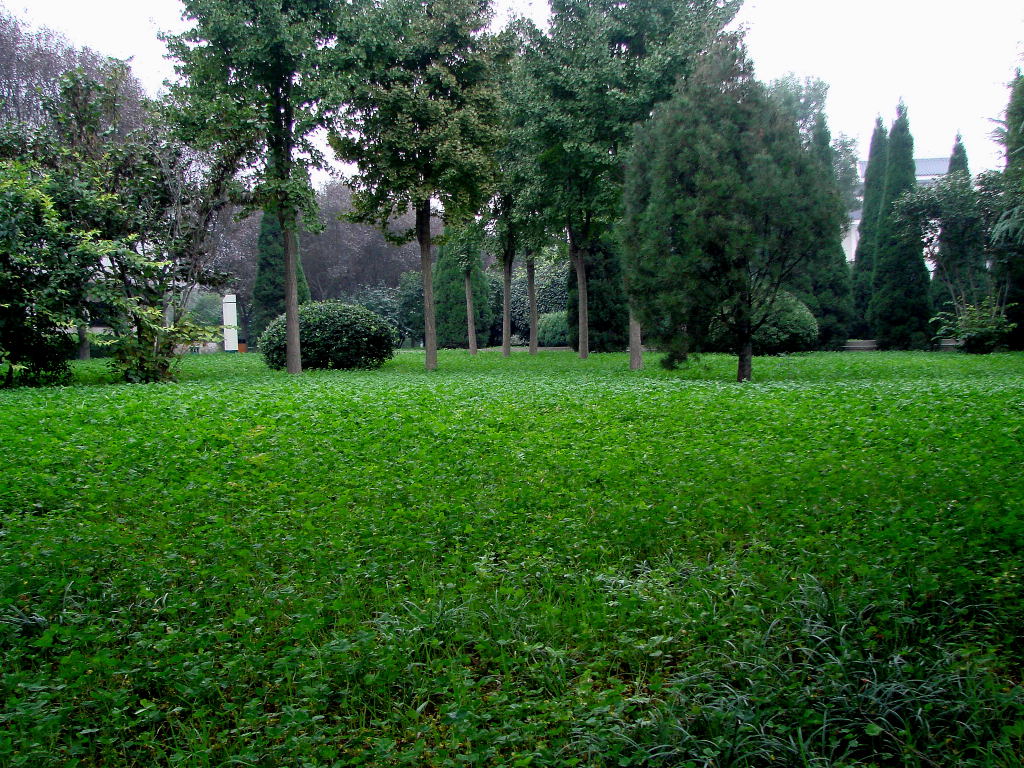 绿野仙地 摄影 冰苹果