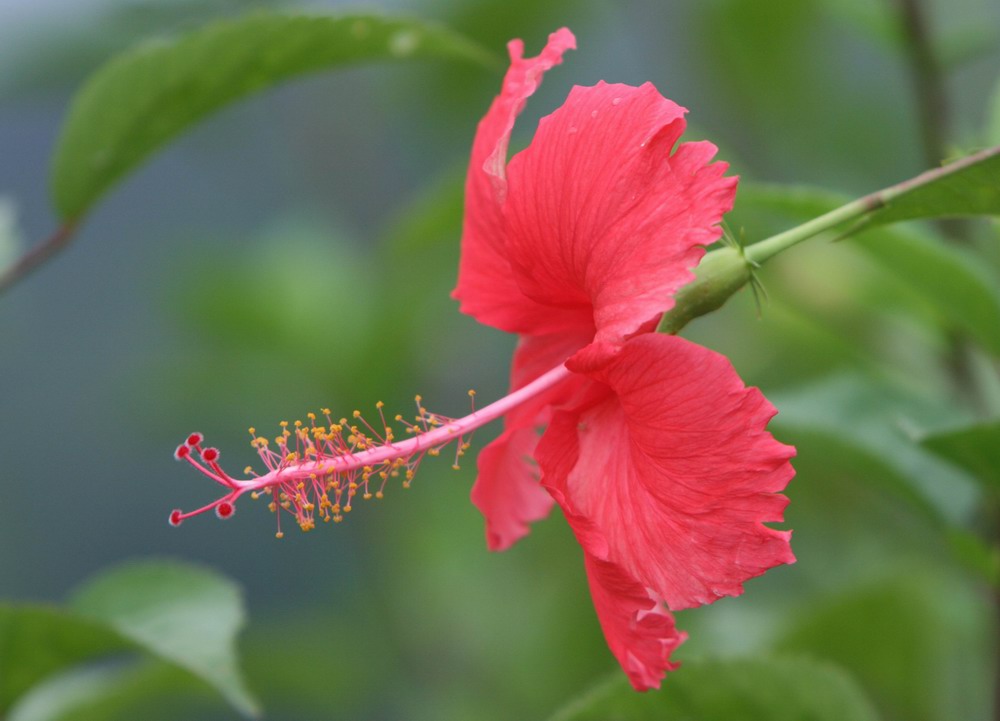 花蕊 摄影 迷恋空间