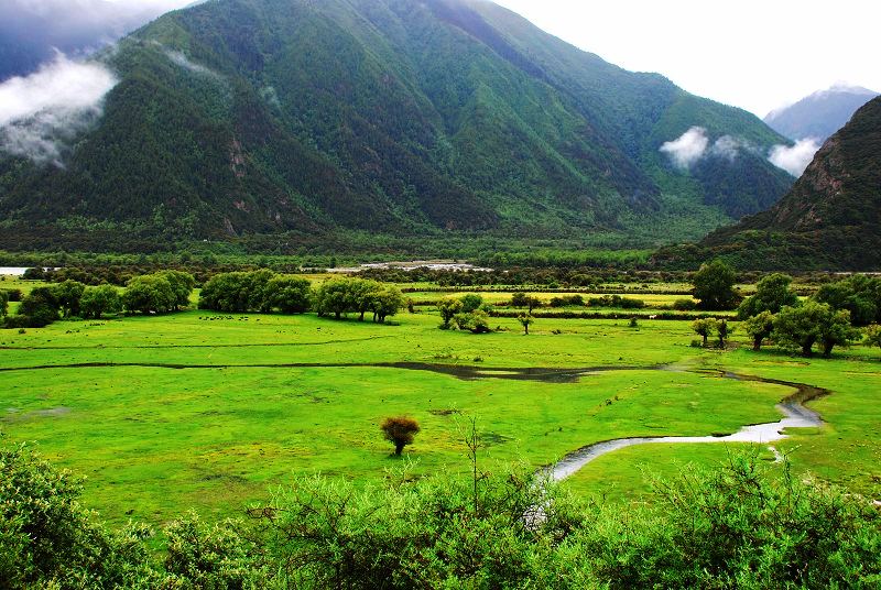 川藏线上 摄影 高山松