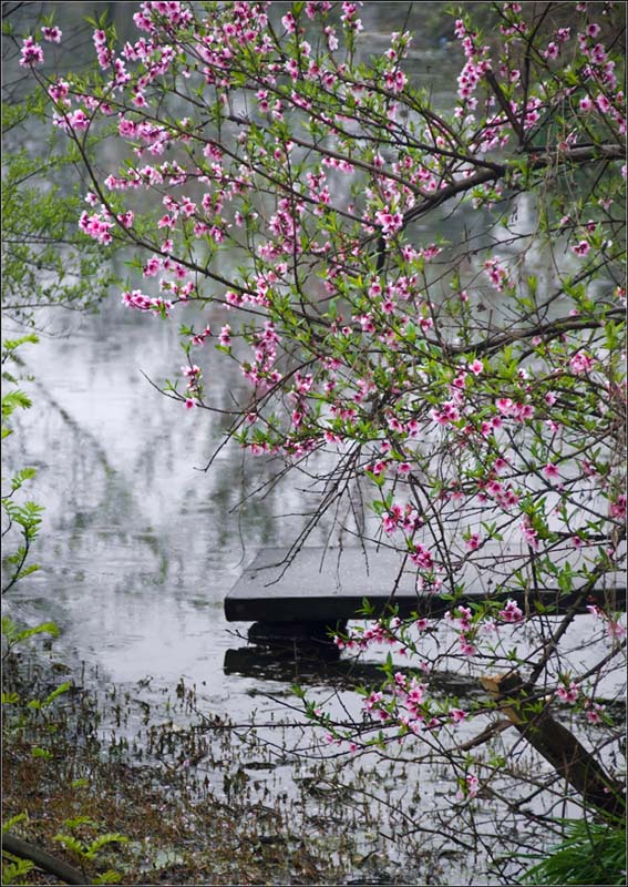 细雨润江南 摄影 风过有痕