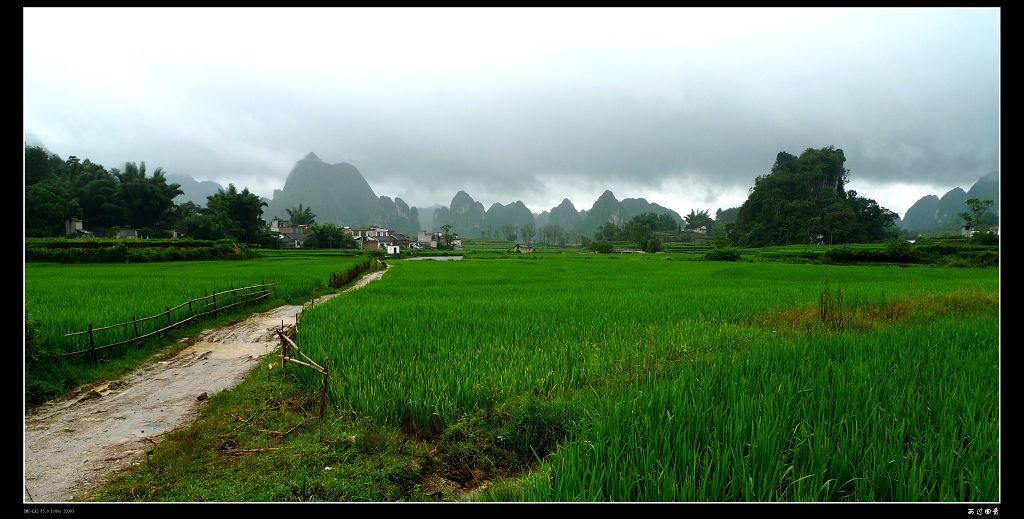 雨过田青 摄影 细草穿沙