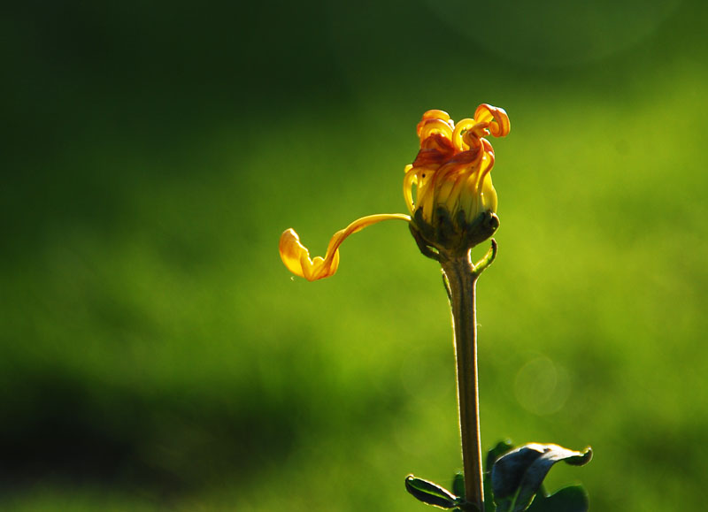 菊花 摄影 幸福时光D