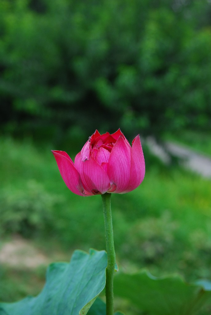 孤芳 摄影 芮玛