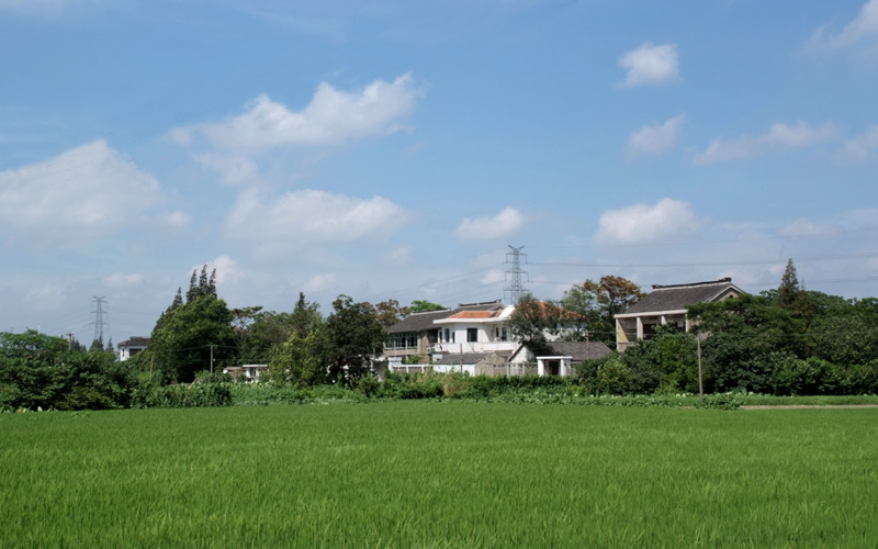 田野 摄影 滴水冠英花