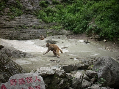 三峡野猴 摄影 峡江红叶