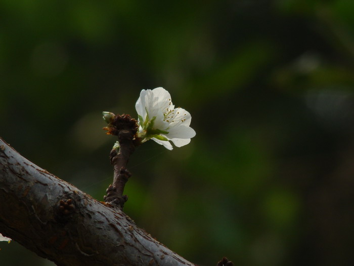 春花否？ NO! 摄影 老山石