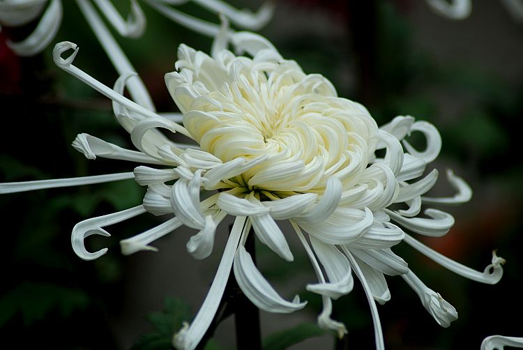 菊花 摄影 柳花