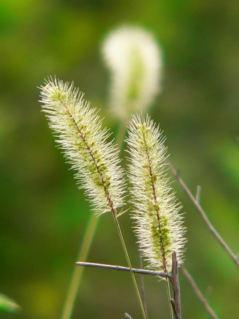 狗尾草 摄影 八戒猪