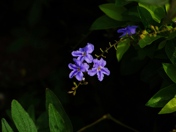 小花 摄影 红岩上