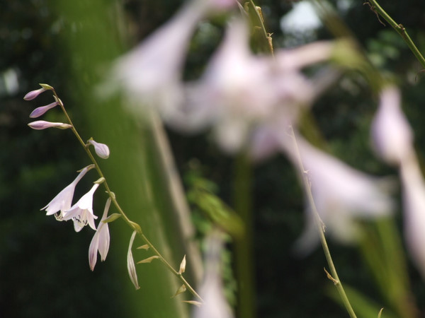 花 摄影 小鹤子