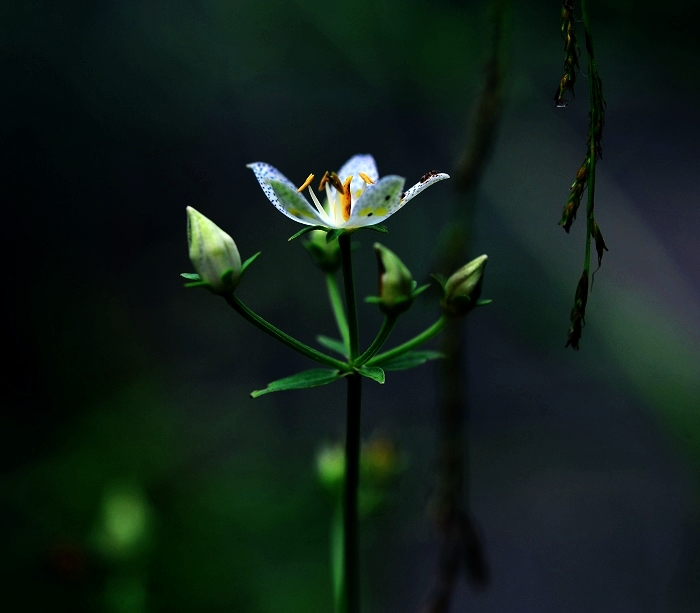 小花 摄影 摸索探路人