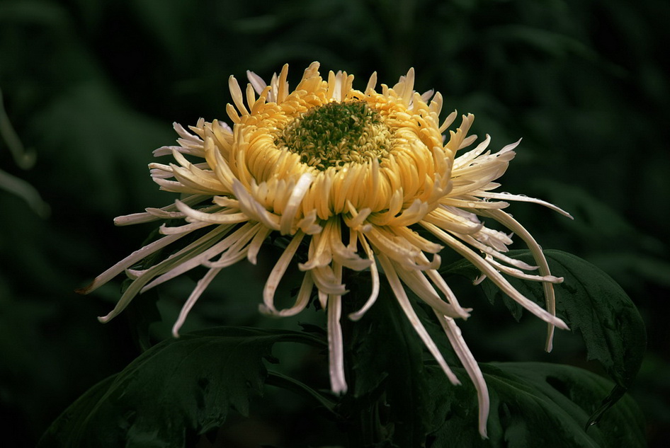 菊韵2    三色菊花 摄影 三届