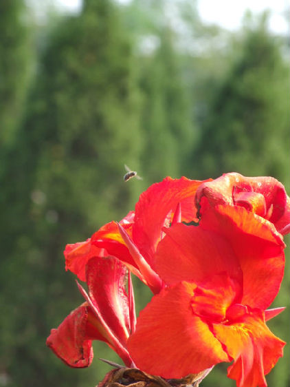 青柏渐深远 黄蜂绕花红 摄影 小鹤子