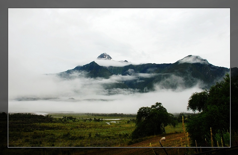 水墨林芝 摄影 高山松