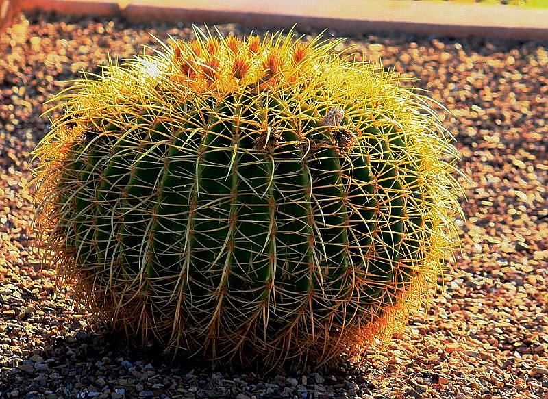 沙漠植物写真-金琥 摄影 鹿鱼