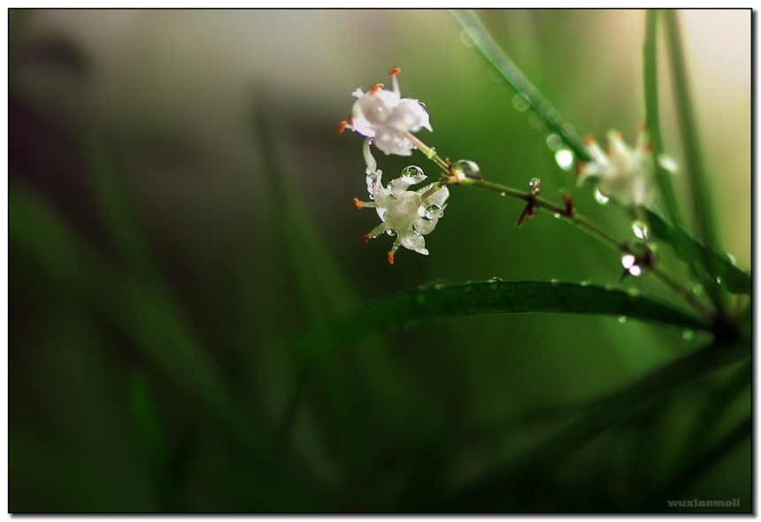 无名花（3） 摄影 无香茉莉