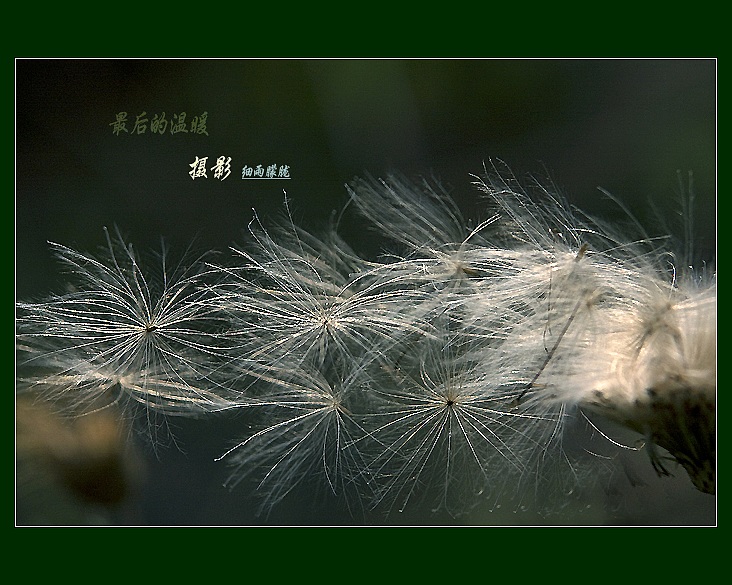 一组花卉……《最后的温暖》 摄影 细雨朦胧