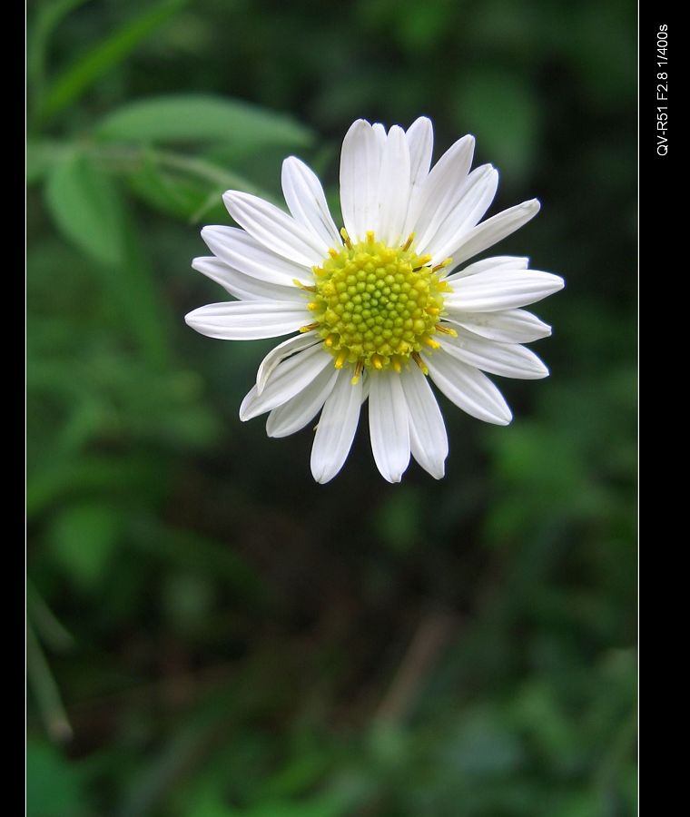 山间小菊花 摄影 老砖