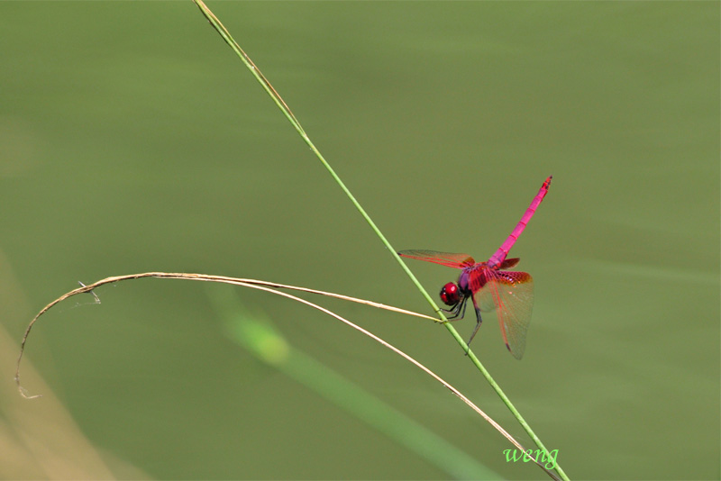 蜻蜓 摄影 kweng