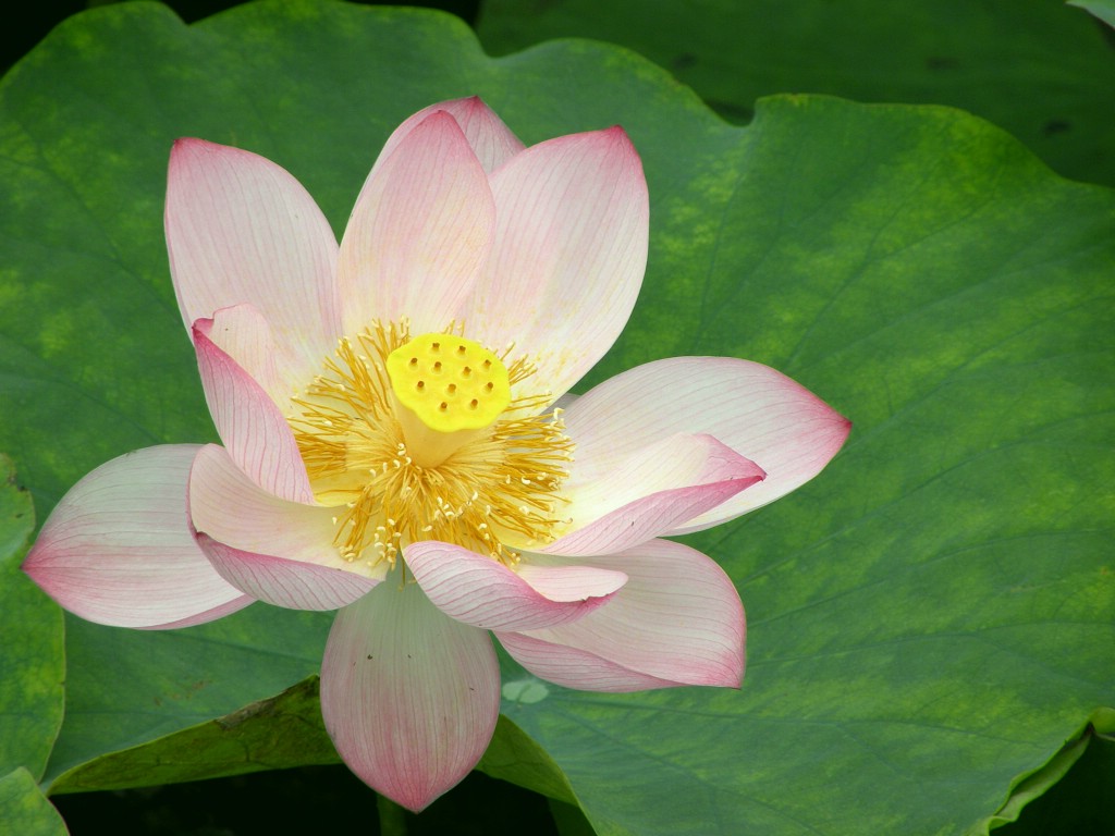 花好 摄影 盛夏明月