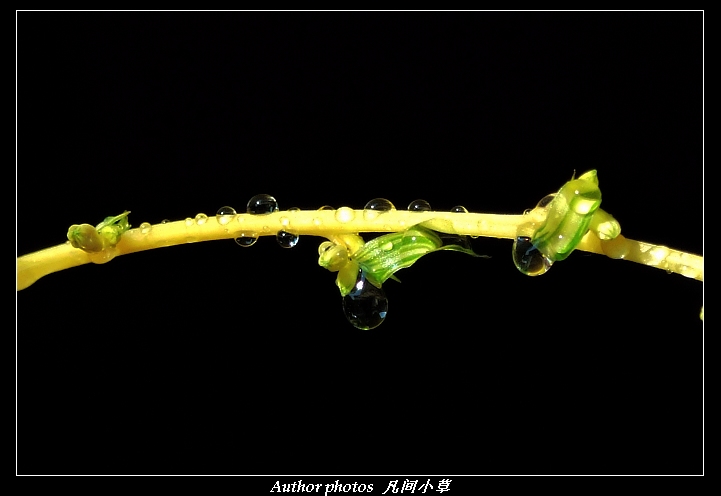 水----晶 摄影 凡间小草