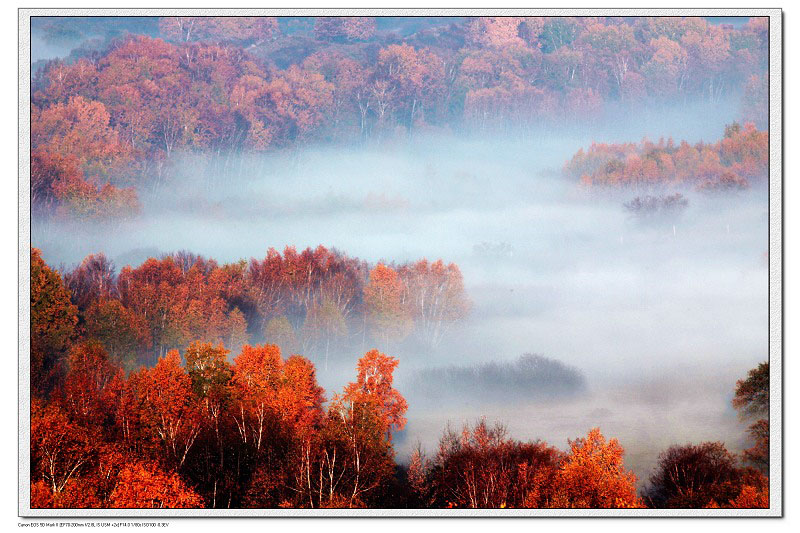 白桦林的晨雾 摄影 佳宝