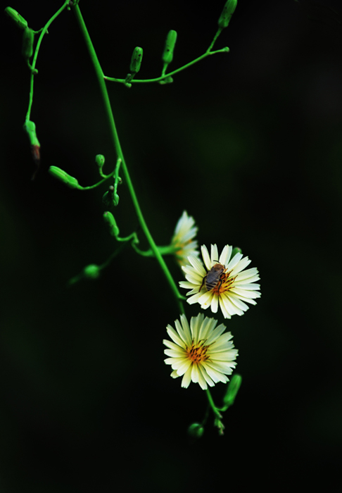 小花 摄影 守望稻田