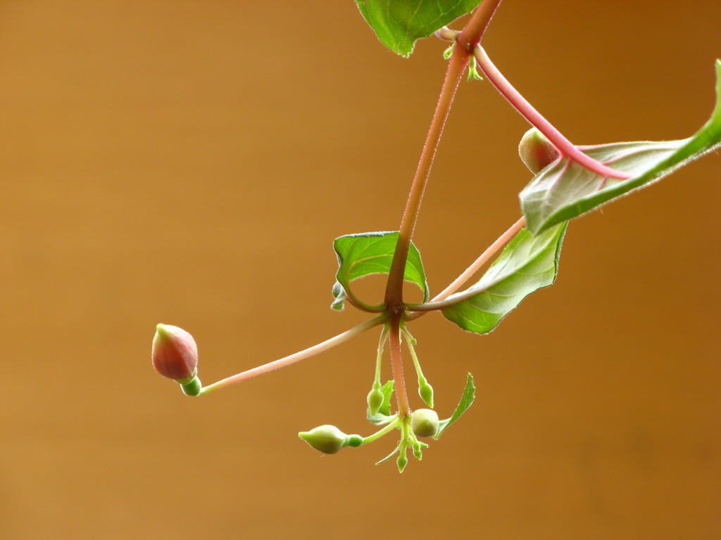 灯笼花1 摄影 冰城人